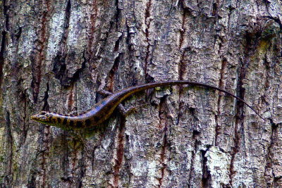 ALLIGATOR LIZARD.JPG