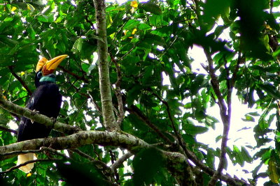 RED-KNOBBED HORNBILL HEN #1