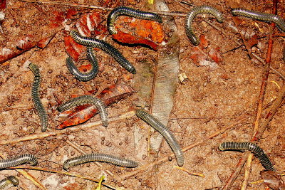 MILLIPEDE MADNESS.JPG