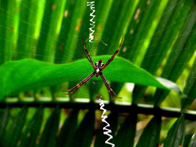 SPIDER.JPG