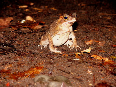 TOAD.jpg