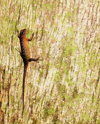 CLING-SPHENOMORPHUS MULTISQUAMATUS.JPG