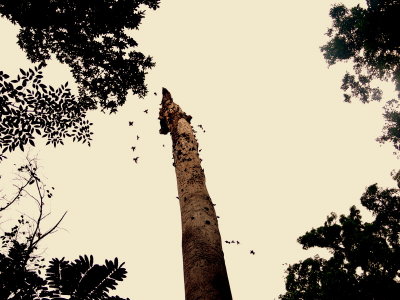FINCH-BILLED MYNAH NEST TREE.JPG