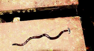 ARROW-HEADED FLATWORM.JPG