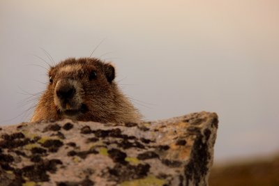 PEEKING.JPG