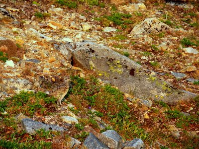 FIND THE PTARMIGAN.JPG
