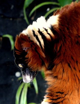 RED RUFFED LEMUR-PROFILE.JPG