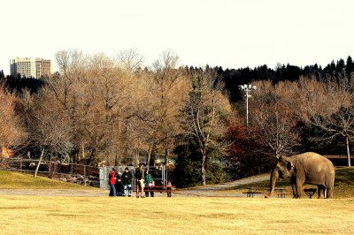 OUT FOR A WALK.JPG