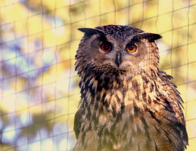 EURASIAN EAGLE OWL.JPG