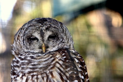 BARRED OWL.JPG