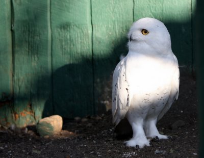 SNOWY OWL.JPG