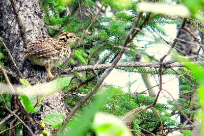SPRUCE GROUSE CHICK.JPG