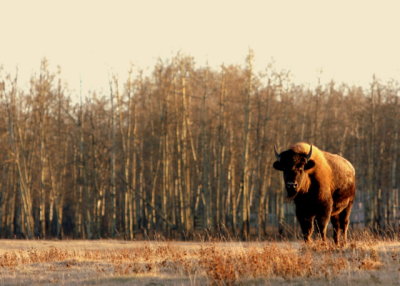 WOOD BISON COW.JPG