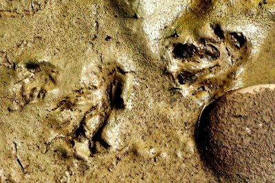 BEAVER TRACKS.JPG