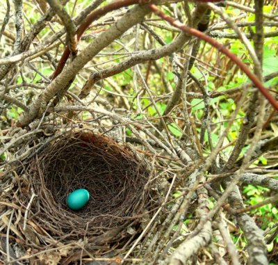 CATBIRD NEST.jpg