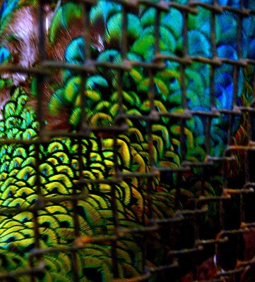 FEATHERS AS STAINED GLASS.jpg