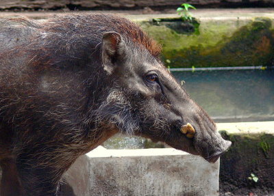 JAVAN WARTY PIG.jpg