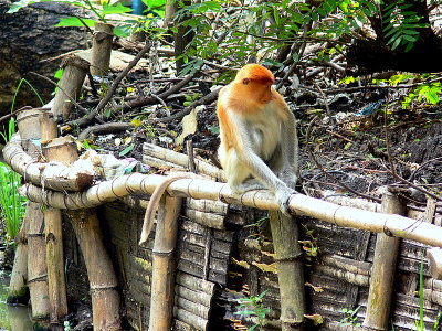 PROBOSCIS ON BAMBOO.jpg