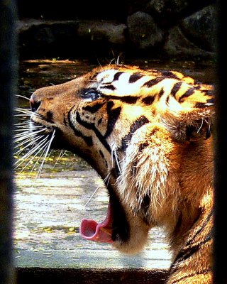 SUMATRAN.jpg