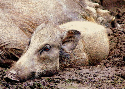 YOUNG WARTY PIG.jpg