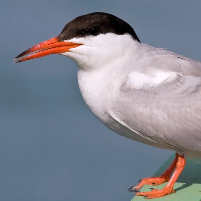 Tern Portrait
