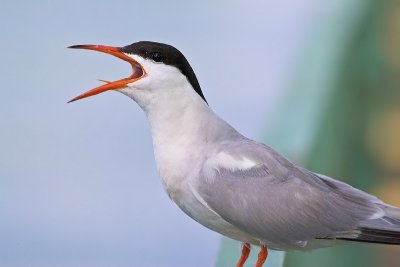 Posing Tern