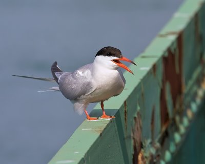 Friendly Tern