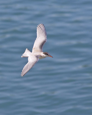 Juvenile Tern Flight
