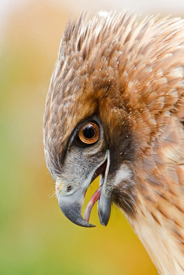 Red-tail Hawk Portrait