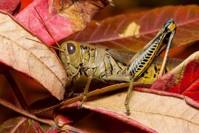 Autumn Grasshopper