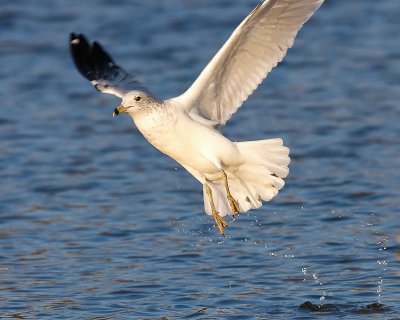 Seagull Escape