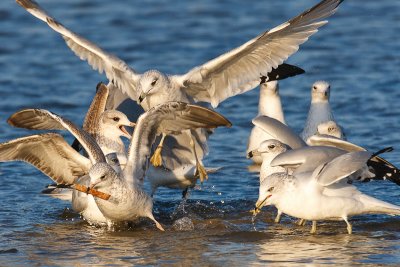 Rowdy Seagulls