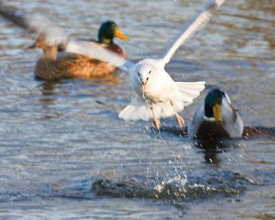 Seagull Take-off