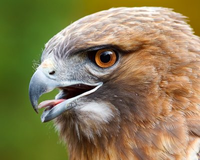 Red-tail Hawk