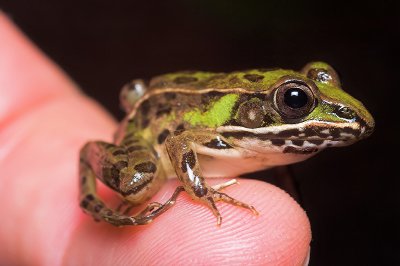 Frog on my Finger