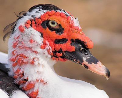 Muscovy Portrait