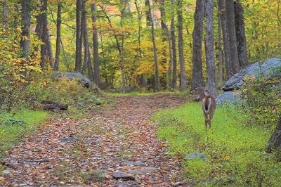 A Deer on a Shenandoah Path