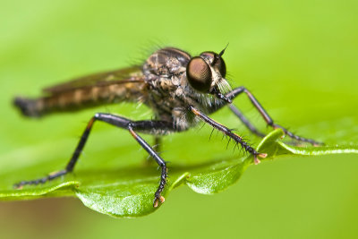 Robber Fly Portrait