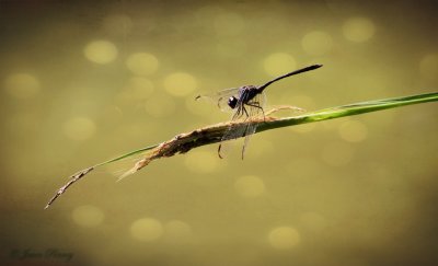 dragonfly with textures applied