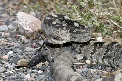 Black-Tailed Rattlesnake - C. molossus molossus