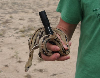 Fenix L2D Flashlight and a Trans-Pecos Rat Snake