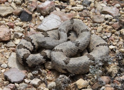 Mottled Rock Rattlesnake - C. lepidus lepidus