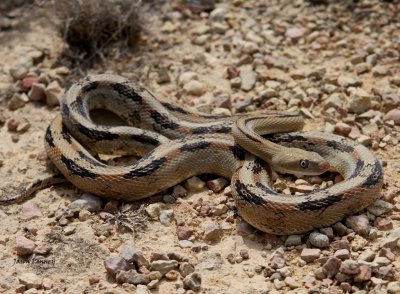 Trans-Pecos Rat Snake - B. subocularis