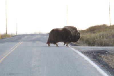 Why did the muskox cross the road?