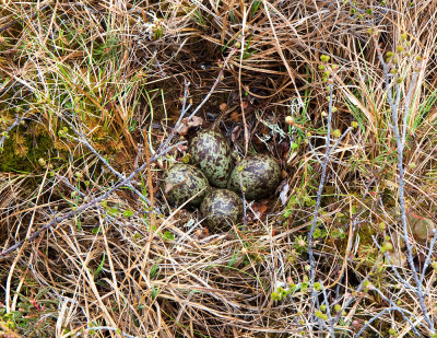 Bristle-thighed Curlew eggs