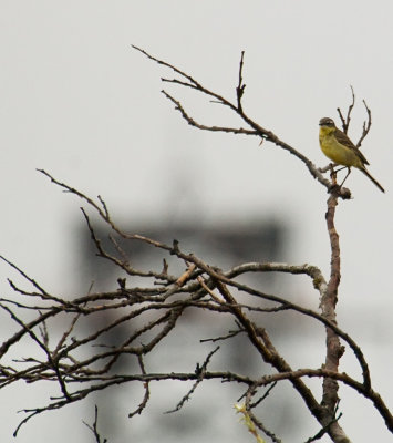 Yellow Wagtail in front of dredge