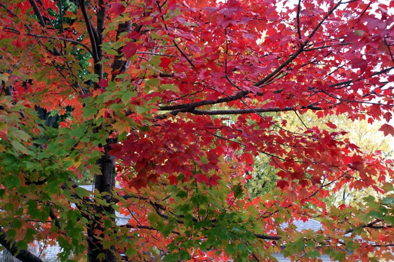 Red Maple