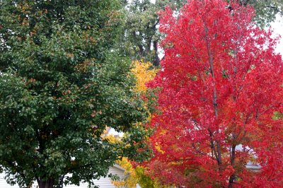 Red, Gold, & Green
