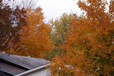 Over the Roof Tops
