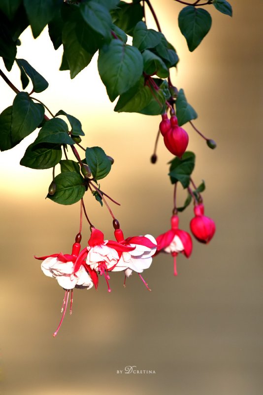IMG_7258P.jpg